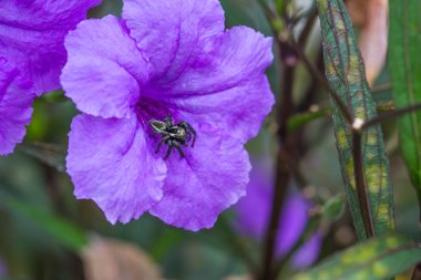 yeşil yaprak örümcek atlama