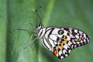 Yeşil yaprak üzerinde kireç kelebek (Papilio demoleus malayanus)