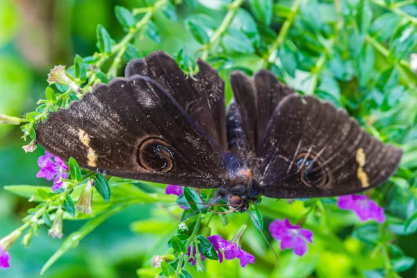 Милые бабочки на траве цветы — стоковое фото