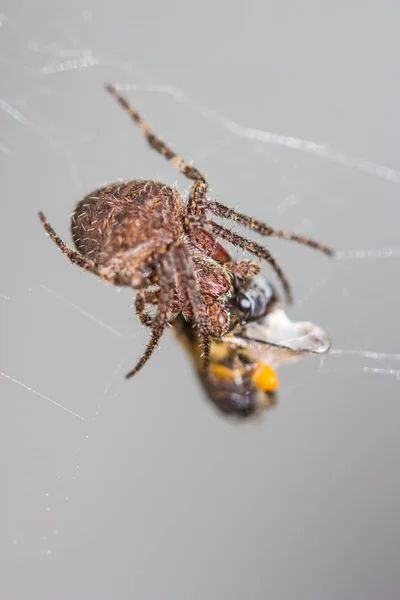 Araneus Diadematus araña — Foto de Stock