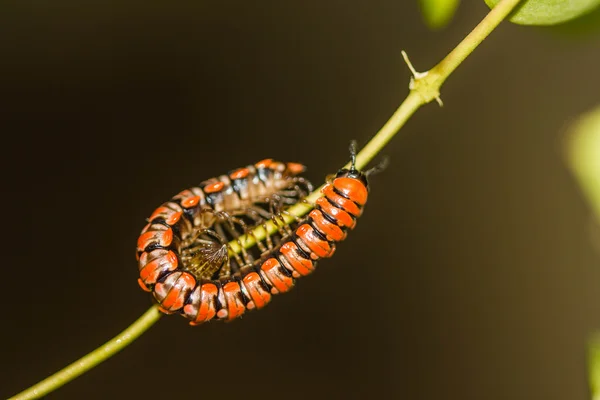 Millipede på grön gren — Stockfoto