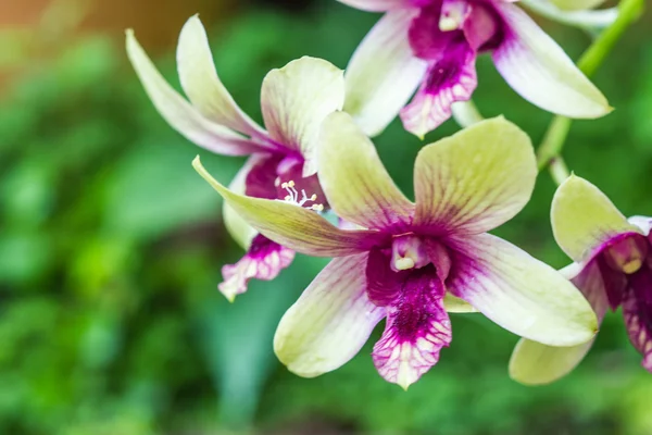 Green orchid on nature background — Stock Photo, Image