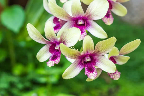 Green orchid on nature background — Stock Photo, Image