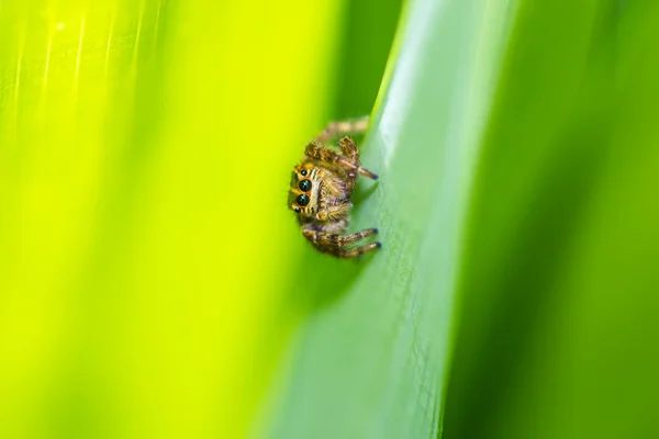 Melompat laba-laba di daun hijau — Stok Foto