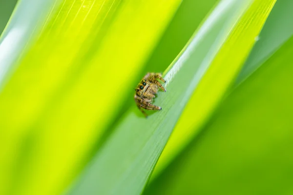 緑の葉のハエトリグモ — ストック写真