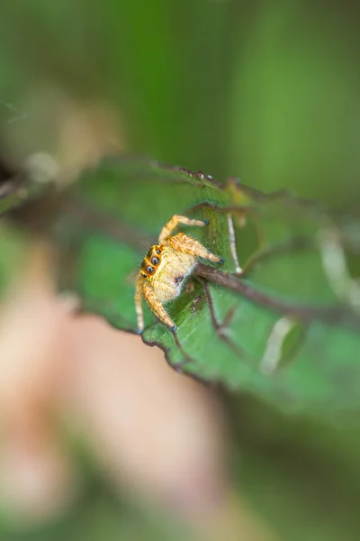 Springende Spinne auf grünem Blatt — Stockfoto