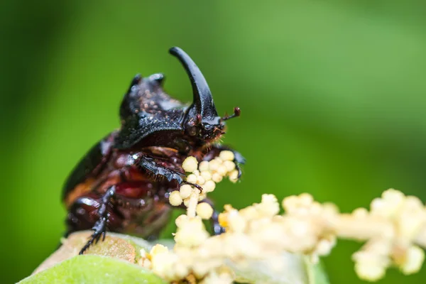 Escarabajo rinoceronte (Oryctes nasicornis) sobre hoja verde — Foto de Stock