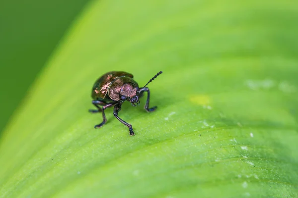 Pequenos insetos em uma folha close-up — Fotografia de Stock