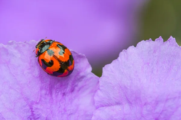 Escarabajo mariquita en flor púrpura — Foto de Stock