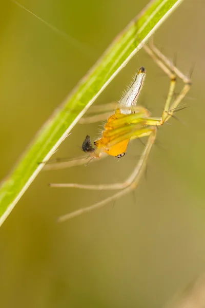 Aranha saltando na folha verde — Fotografia de Stock