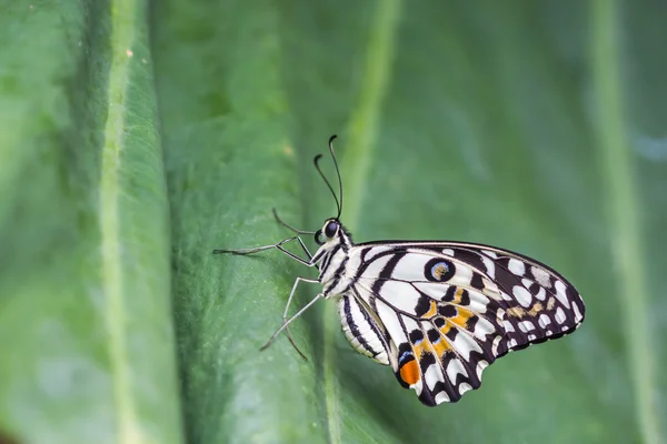 Yeşil yaprak üzerinde kireç kelebek (Papilio demoleus malayanus) — Stok fotoğraf