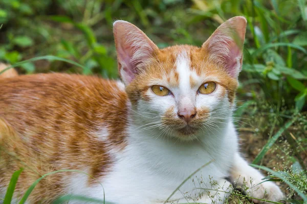 自然を背景に可愛い猫 — ストック写真