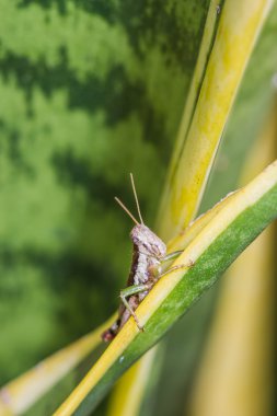 Yeşil yapraklı çekirge.