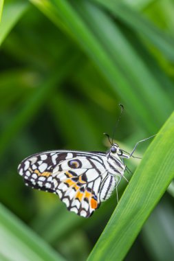 Yeşil yaprak üzerinde kireç kelebek (Papilio demoleus malayanus)