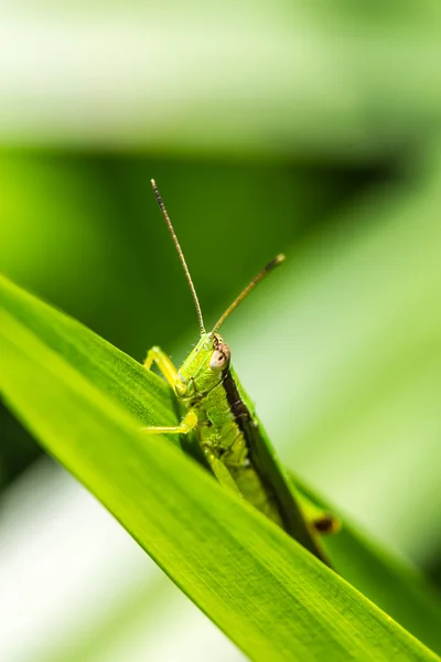 Grasshopper on green leaf — Stock Photo, Image