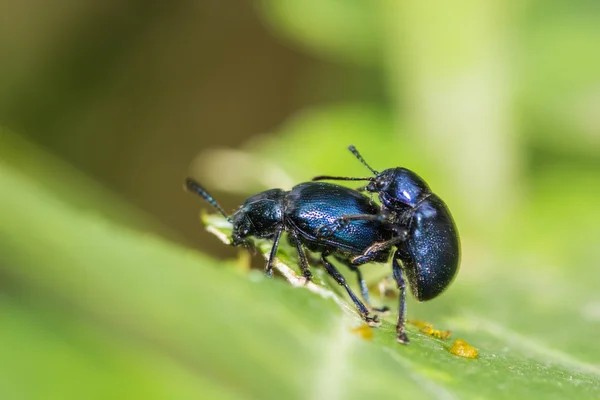 Sexe de petits insectes sur une feuille gros plan — Photo