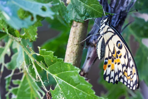 Yeşil yaprak üzerinde kireç kelebek (Papilio demoleus malayanus) — Stok fotoğraf