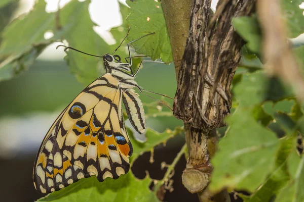 Farfalla di Lime (Papilio demoleus malayanus) su foglia verde — Foto Stock