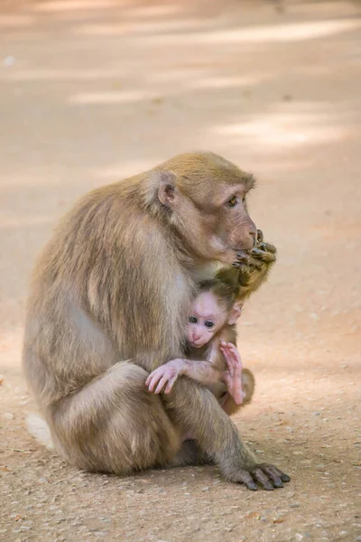 Małpa Jej Dziecko Publicznej Świątyni Północnej Tajlandii — Zdjęcie stockowe