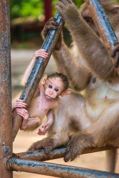Mała Małpka Publicznej Świątyni Północnej Tajlandii — Zdjęcie stockowe