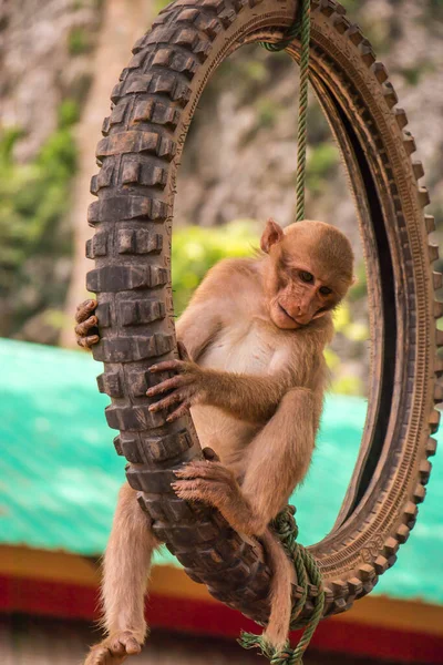 Cute Małpa Publicznej Świątyni Północnej Tajlandii — Zdjęcie stockowe