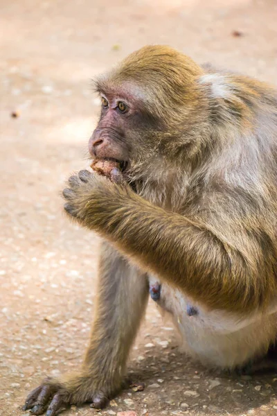 Małpa Publicznej Świątyni Północnej Tajlandii — Zdjęcie stockowe
