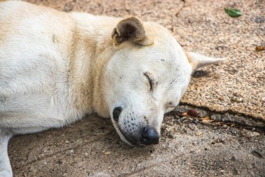 Şirin köpek sabah uyuyor.