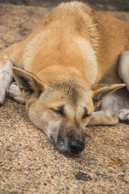 Şirin köpek sabah uyuyor.
