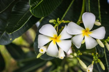 Doğanın arka planında sevimli frangipani