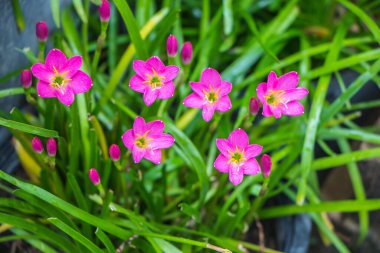 Bahçedeki peri zambağı