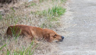 Şirin köpek sabah uyuyor.