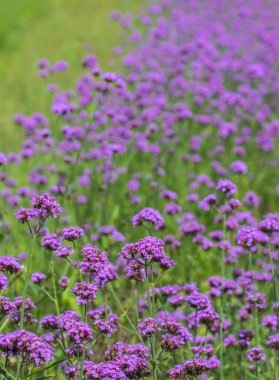 Doğanın arka planında verbena çiçeği