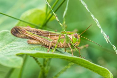 Çekirge görüntüsü. makro Çekirge