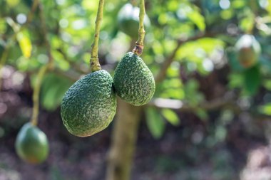 Ağaçta taze organik avokado