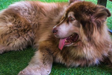 Sibirya köpeği yerde yatıyor.