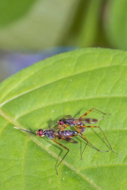 Yeşil yaprak üzerinde böcek çiftleşmesi