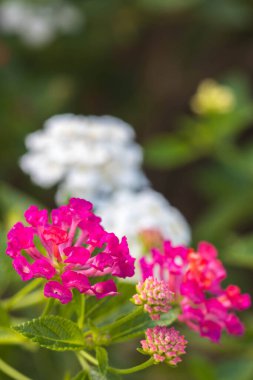 Lantana Camara çiçeği doğa arka plan seçici odak