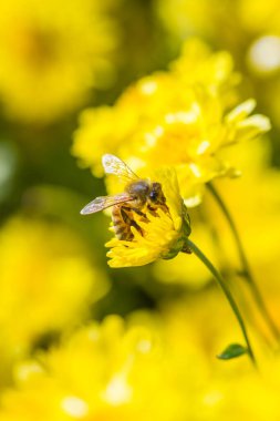 Kasımpatı çiçeğinin üzerindeki küçük arı