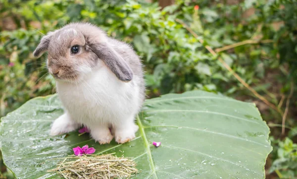 Lindo Conejo Naturaleza Fondo — Foto de Stock