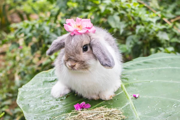 Lindo Conejo Naturaleza Fondo — Foto de Stock