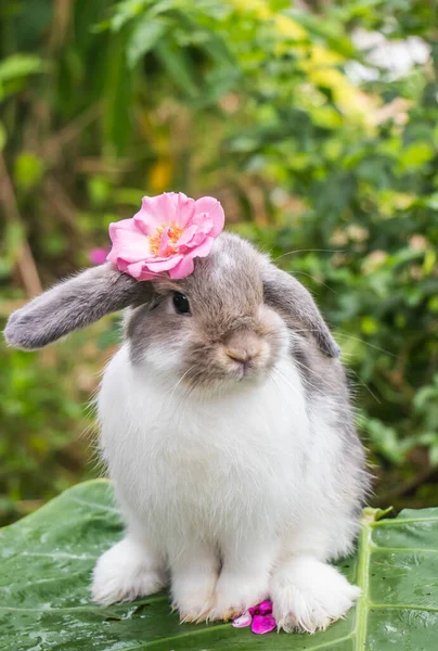 Lindo Conejo Naturaleza Fondo — Foto de Stock