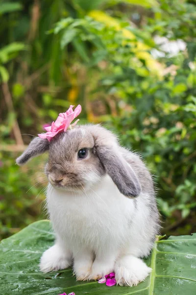 Милий Кролик Фоні Природи — стокове фото