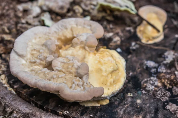 Yummy Mushroom Nature Background — Stock Photo, Image