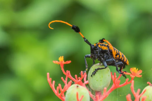 Escarabajo Longhorn Negro Amarillo Sobre Hoja Verde — Foto de Stock