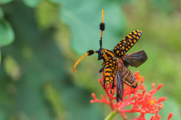 Black Yellow Longhorn Beetle Flower — Stock Photo, Image