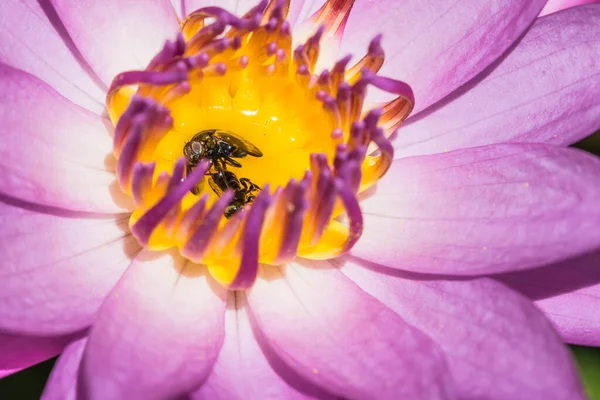 Dead Fly Insect Lotus Flower — Stock Photo, Image