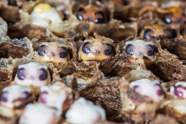 Closedup Grub Wasp Nest Selective Focus — Stock Photo, Image