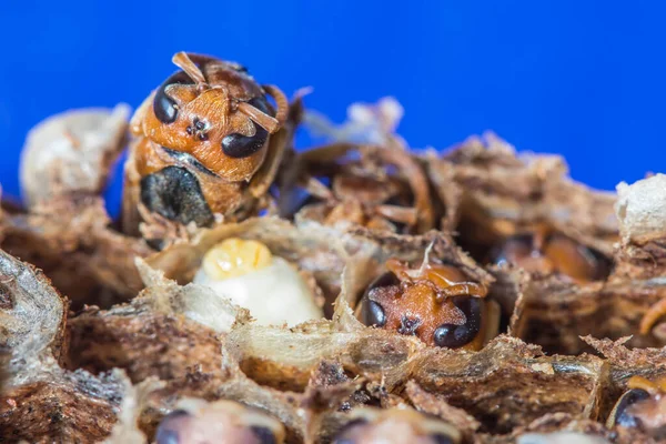 Dekat Tawon Grub Grub Sarang — Stok Foto