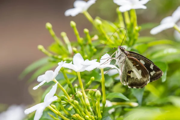 Borbo Cinnara ヘスペリア科 花に蝶 — ストック写真