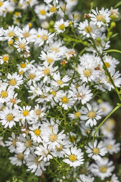 庭のかわいいカッター花 — ストック写真